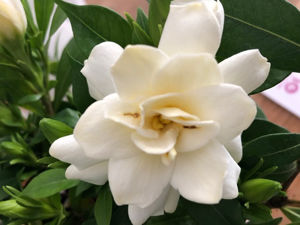 Obraz Gardenia